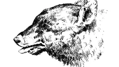 Kan du hitta personen i den här optiska illusionen?