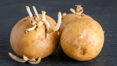 Släng inte potatisgroddarna: du blir förvånad, men de kan också användas på ett nyttigt sätt